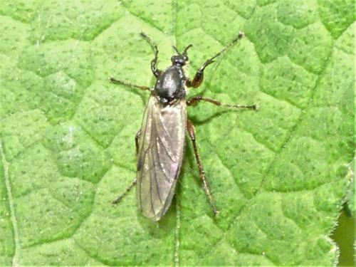 Bibio sp.